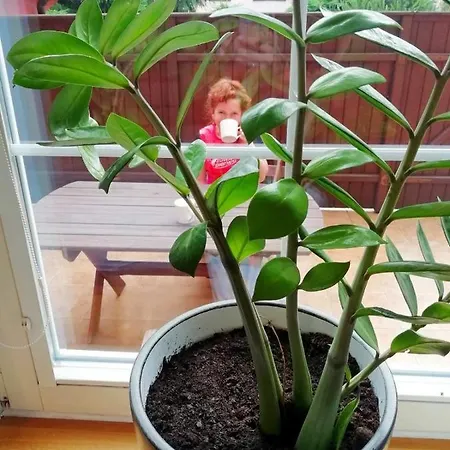 Fabryka Endorfin * 克沃兹科